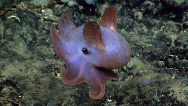 海底最深处出现了神秘的生物，在马里亚纳海沟发现的10种神秘生物