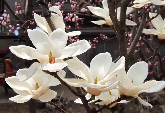 春天的花有哪些，二年级春天的花有哪些（“最香的”15种花）