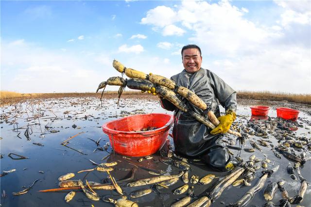 怎么挑选七孔被，七孔被十孔被有什么区别（藕农透露：差别还不小）