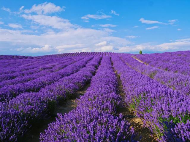 暑假去哪里旅游好，暑假去哪里旅游好玩2021（最适合去的12个美景地）