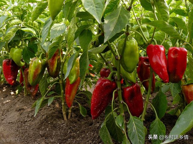 一个番茄钟多长时间，番茄时间法通常多少分钟为一个番茄钟（番茄、辣椒、茄子管理不用愁）