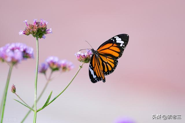 文学家的故事400，文学家的故事50字（女作家去做保姆——被训的保姆）