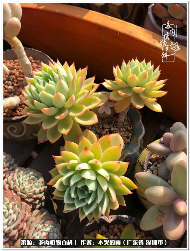 彩虹糖的梦 金娃娃，娃娃音适合唱哪些歌（愿2022心中有盼）