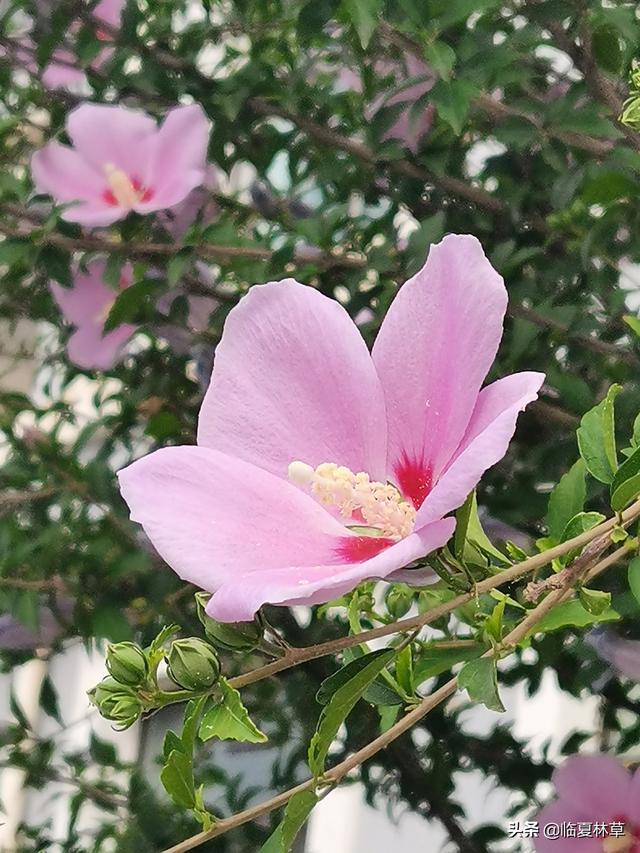 木槿花开唯美诗句，朝开暮落话枯荣