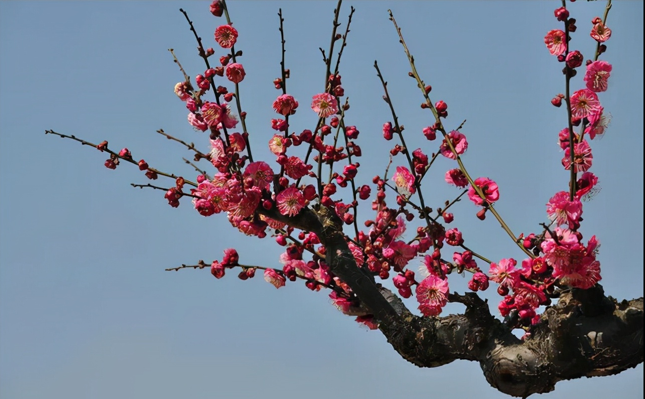 梅花一年四季怎样养护(梅花的夏季养护方法)-娱宸网