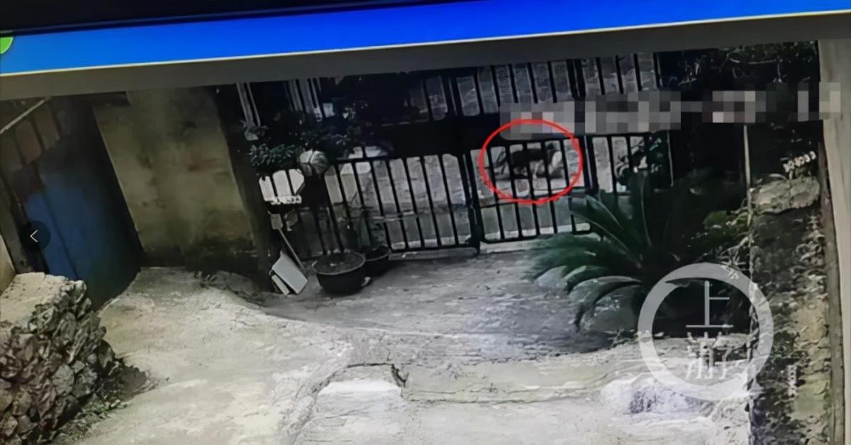 歌乐山家电维修的电话 “有猫腻”！男子手机失踪，居然被