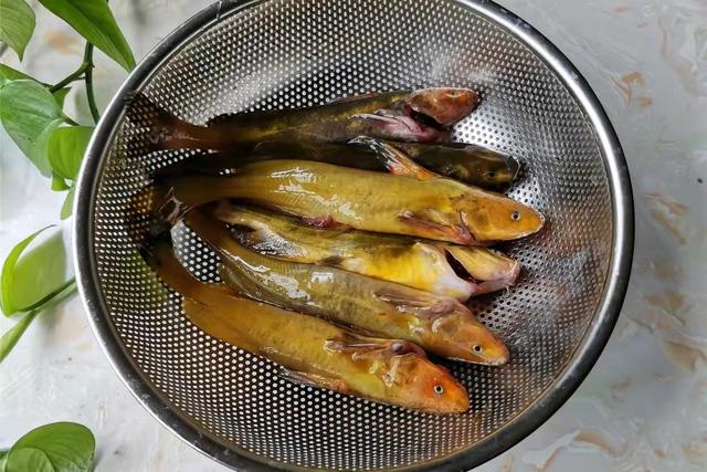 白色的鱼是什么鱼，白色的观赏大鱼是什么鱼（黑龙江鱼类之“三十二杂鱼”图谱）