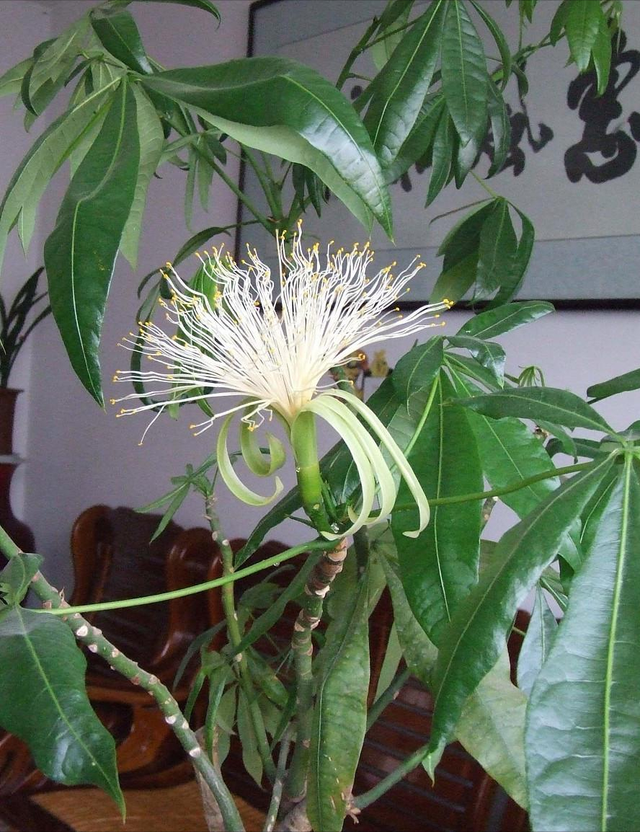 铁树开花的寓意和象征意义，铁树开花寓意和象征意义是什么（老人常说“7树开花）