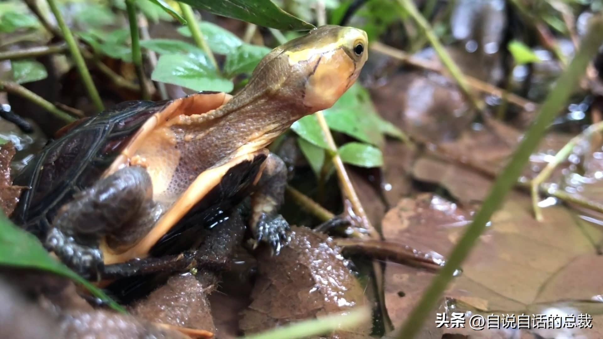 揭秘龟蛇大战摆拍真相，附正宗金钱龟高清实图，还原真实生态场景