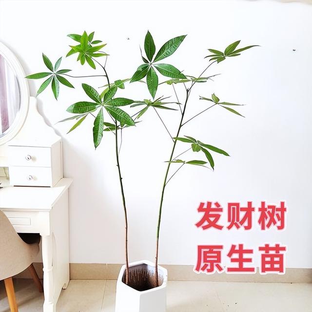 最适合客厅的十大植物，吉利又能吸“废气”