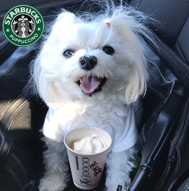 星巴克隐藏菜单，星巴克隐藏菜单攻略（星巴克终极隐藏菜单）