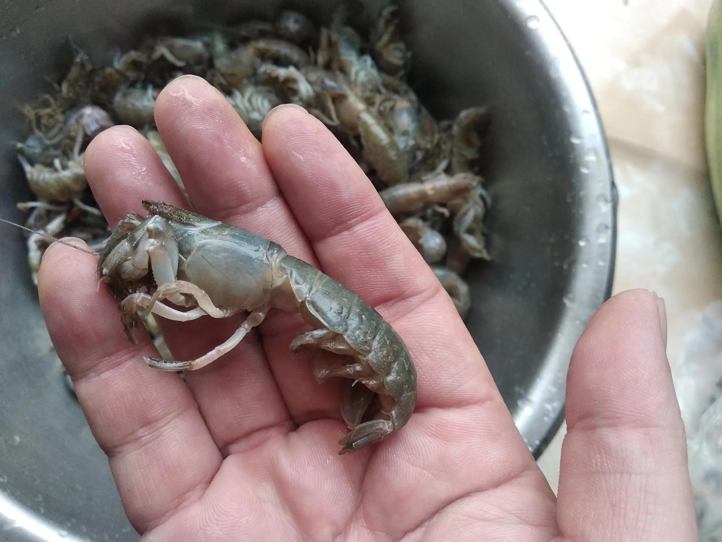十月海鲜季必吃榜：中国十大天价海鱼精选五种，鲜美又奢华！