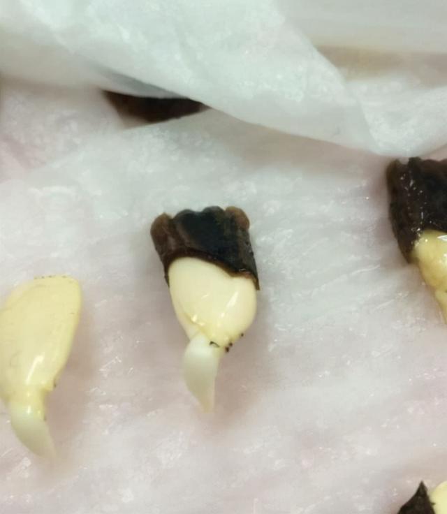 葫芦几月份种最好，文玩葫芦几月份种植（家庭如何种植手捻葫芦）