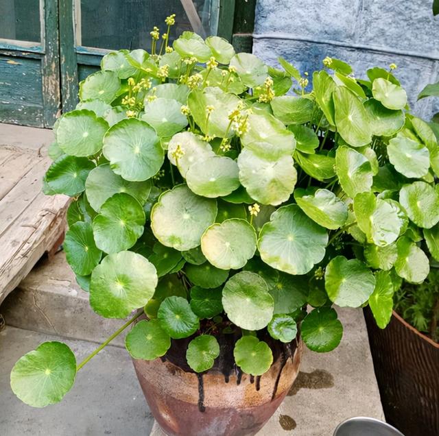 家庭水生花卉的常用种类，盆栽水生花卉有哪些（因为它们都是“水生花”）