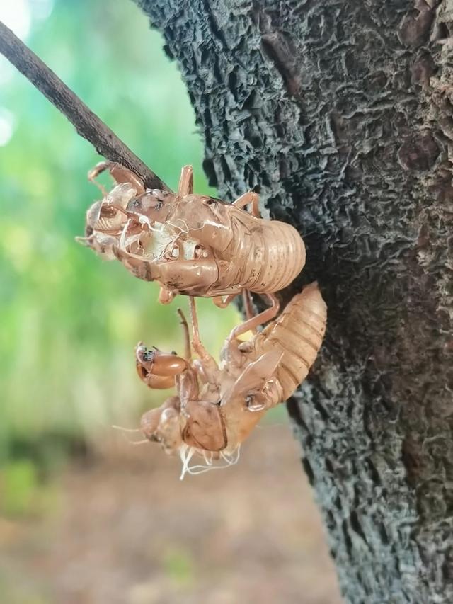蝉蜕的功效与作用，蝉蜕的作用与功效（蝉蜕：高风亮节，破茧重生之美）