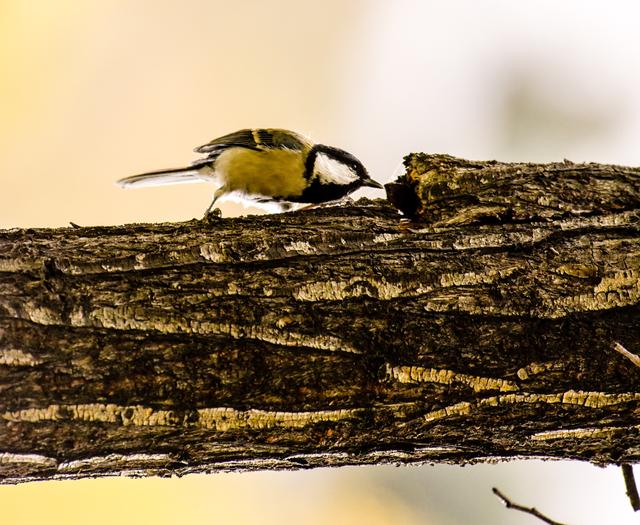 一张图看懂鸟类摄影，什么样的鸟类摄影作品更容易打动人