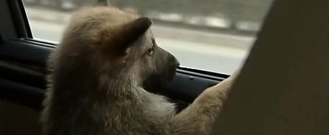 狼的寿命，北极狼的寿命（2008年陕西男子捡到一条“狗”）