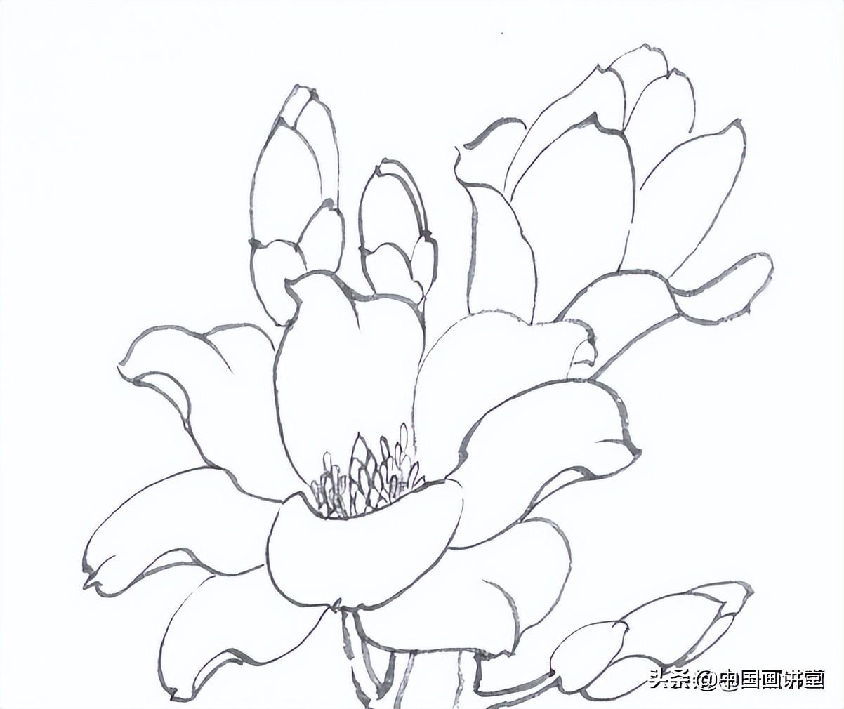 白描玉兰花与桃花画法,简单易上手画(白玉兰花的画法) - 彝家农业网