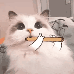 男猫咪高贵洋气的名字(有创意的公猫咪名字大全)