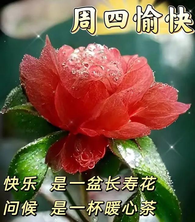 祝福全家的祝福语，2022年春节祝福语全家（直接群发家人朋友的早安祝福语精选大全）