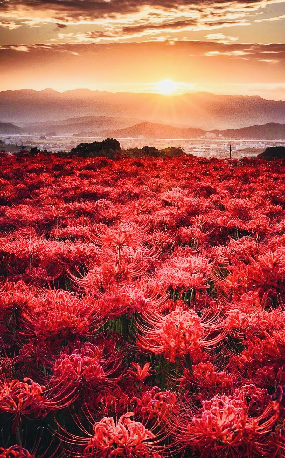 地狱的召唤,死亡之美.