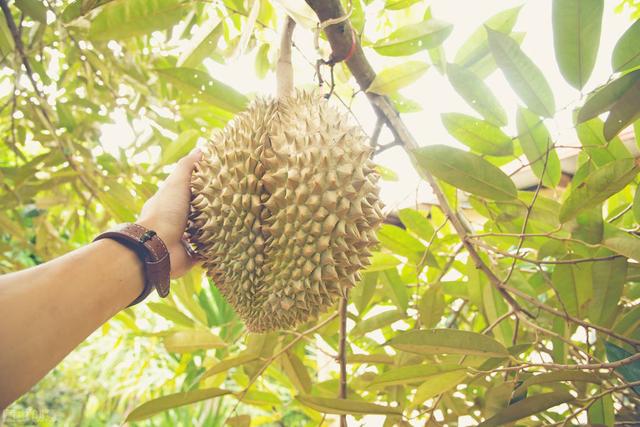 榴莲有国产的吗（赚钱机会、国产榴莲要来了）