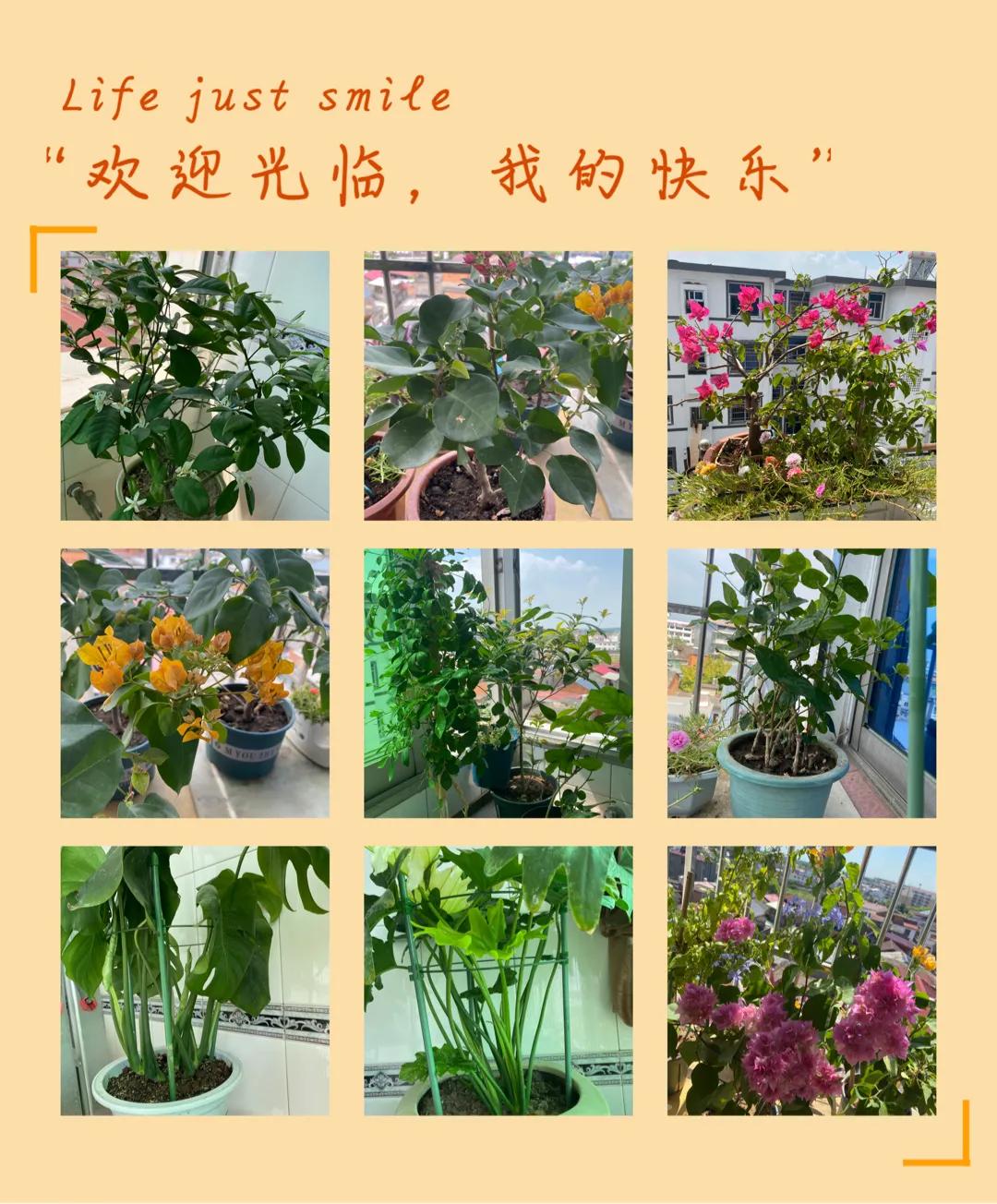 种花草植物有趣吗？你家里养的有吗？