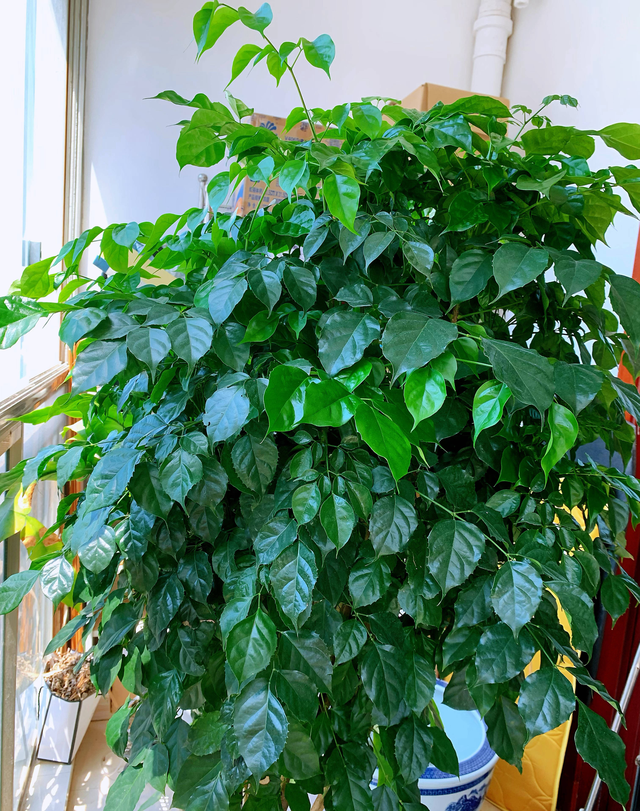 室内幸福树多长时间浇一次水,幸福树多久浇一次水(室内客厅养幸福树)