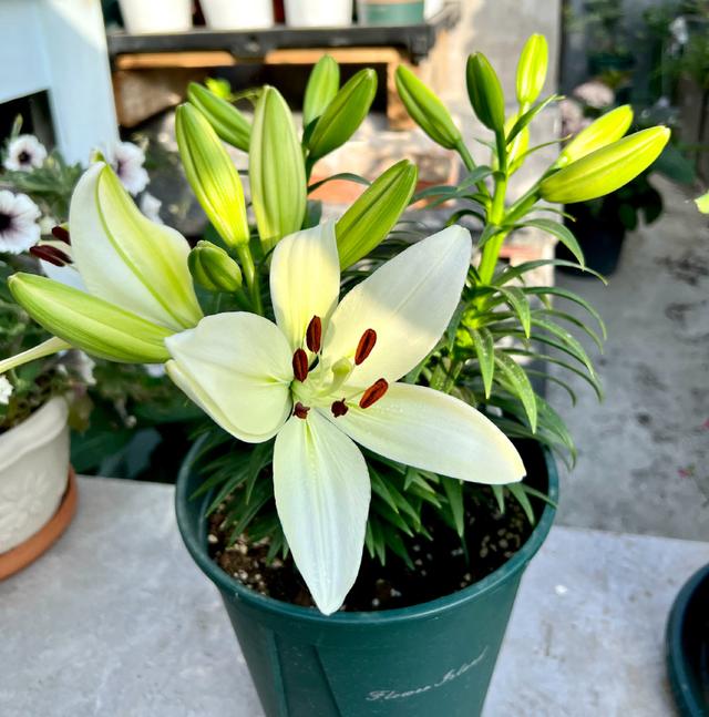 如意花怎么养，如意皇后的养殖方法和注意事项（颜值高寓意好开爆盆）