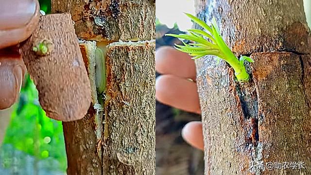 芽接方法,芽接方法图片(手把手教你嫁接小技巧)