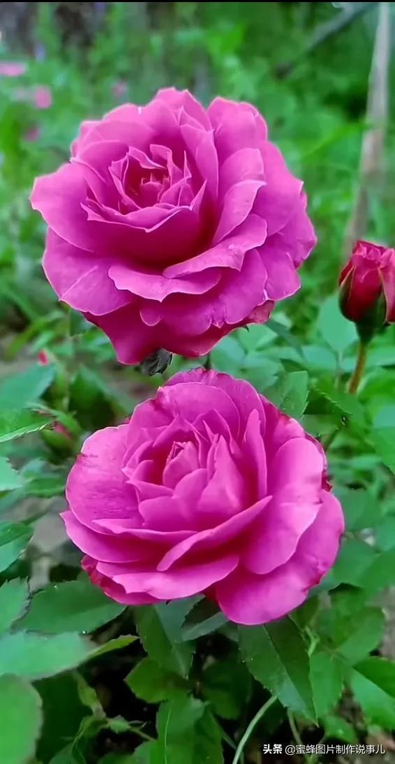 美美美的，美美美的表情包（壁纸美图）