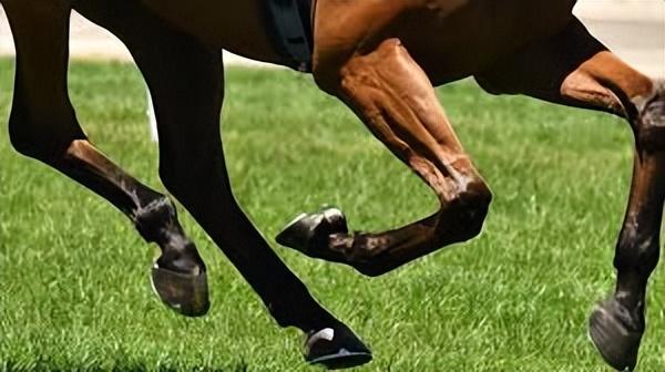 大象腿是怎么形成的，大象腿的特征（失去一条腿的大象都可以存活下来）