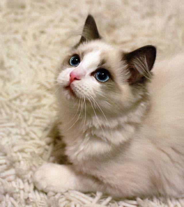 蓝猫多少钱(200元以内的宠物猫)