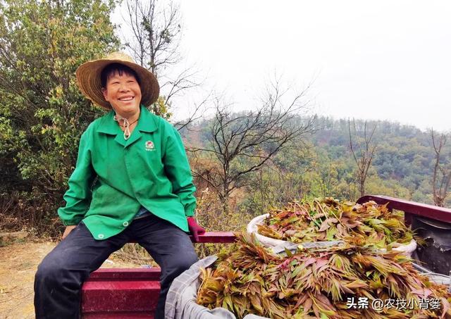 香椿芽的种植方法，从播种育苗到管理采收