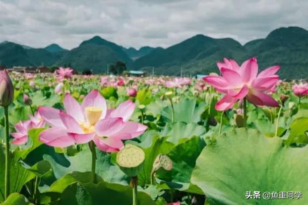 六月不搬家是什么意思，六月不搬家什么意思（俗语“六月不搬家）