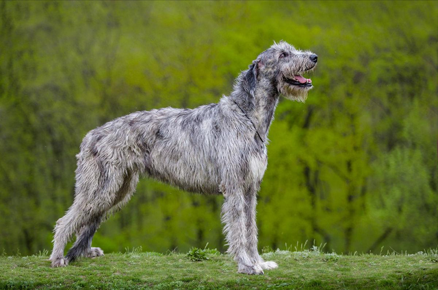 世界史上最庞大的狗，史上最大的狗是什么（世界上体型最大的5种猛犬）