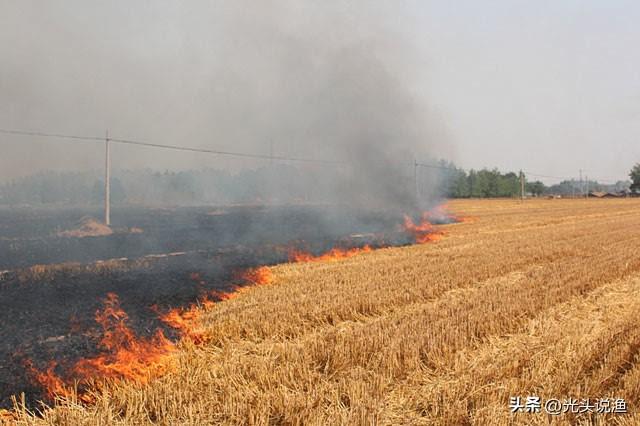 草木灰是什么肥料，草木灰是什么（农村人可能比专家更了解）
