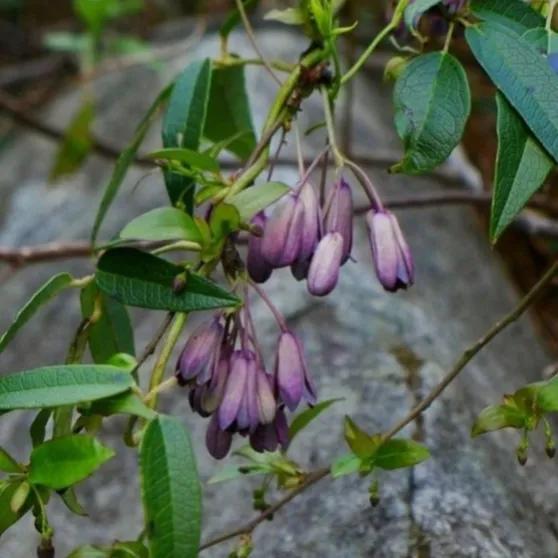 鲜花的花语和花的数目的寓意，鲜花数量的寓意（100种迷人的“数字花”）