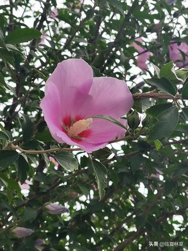 木槿花开唯美诗句，朝开暮落话枯荣