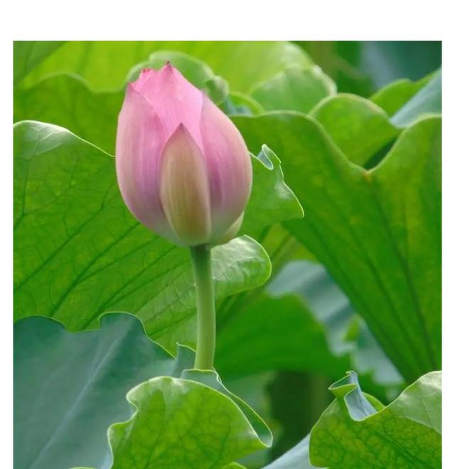 lotus是什么意思，lotus意思是什么（《沉香如屑》里的荷花为什么叫“菡萏”）
