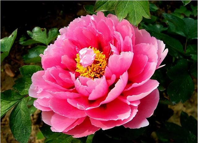 世界上最漂亮的花，世界上十大最漂亮的花（10种“吉祥花”）