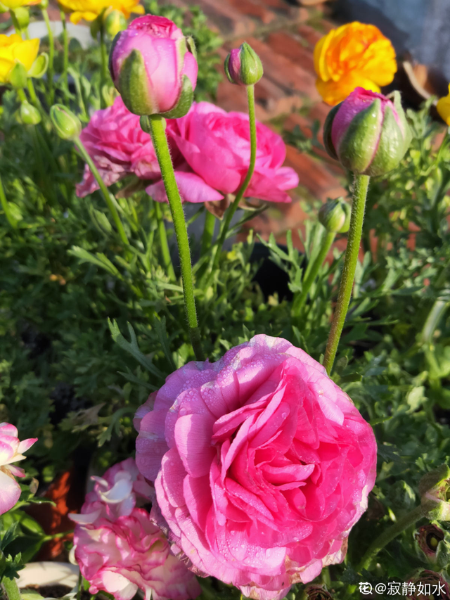 花毛茛如何种植，花毛茛怎么种（比月季还好看、好养）