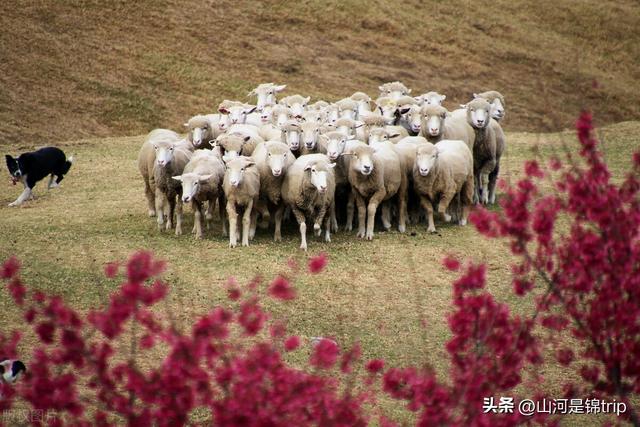 亲子游去哪里玩比较好，暑期亲子游（国内最具特色的十大亲子农场推荐）