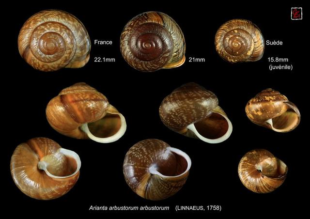 蜗牛的身体结构，蜗牛的主要身体结构和作用（在中国泛滥成灾的非洲大蜗牛）