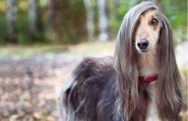 巨贵犬多少钱一只，比熊犬价格大概多少钱一只（网友：养得起这些狗）