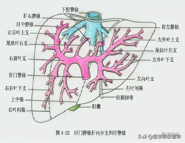 肝冠状韧带解剖图图片