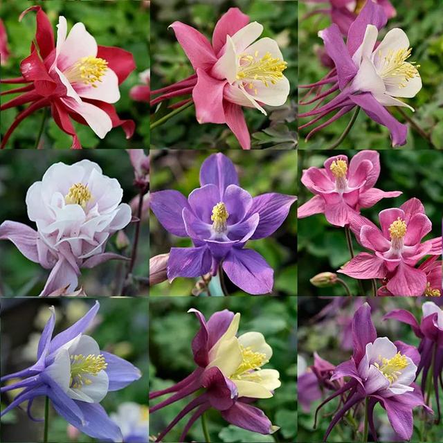 耧斗菜什么时候播种，耧斗菜种子几天能出苗（让它从冬天一直开到春天）