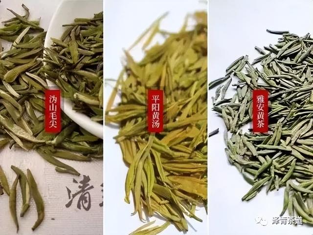 黄芽茶的功效与作用，黄豆芽茶的功效与作用（大概是硕果仅存的黄茶了）