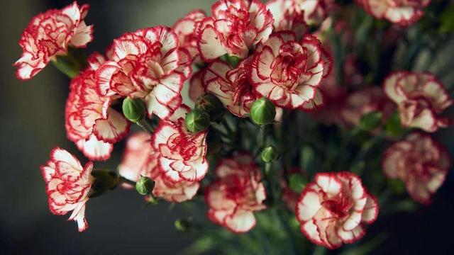 看望病人买什么鲜花，适合送病人的鲜花有哪几种（哪些花代表健康、平安、幸福）