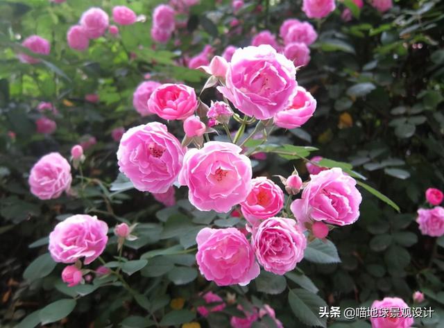 单子叶植物有哪些，各种叶子的用途（10种适合北方庭院种植的花镜植物）